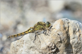 <p>VÁŽKA ČERNOŘITNÁ - samička (Orthetrum cancellatum) Jiříkov ---- /Black-tailed skimmer - Großer Blaupfeil/</p>